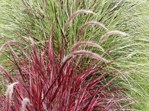 Pennisetum setaceum 'Rubrum' | Epillets arqués et plumeux rose pourpré d'herbes aux écouvillons arqués dans le vent comme des fontaines de graminées or photo