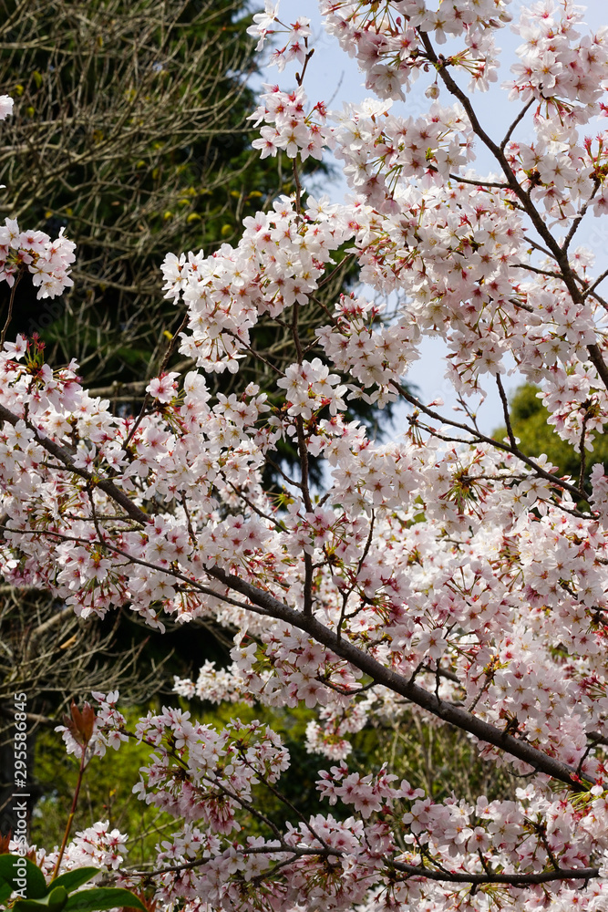 満開の染井吉野