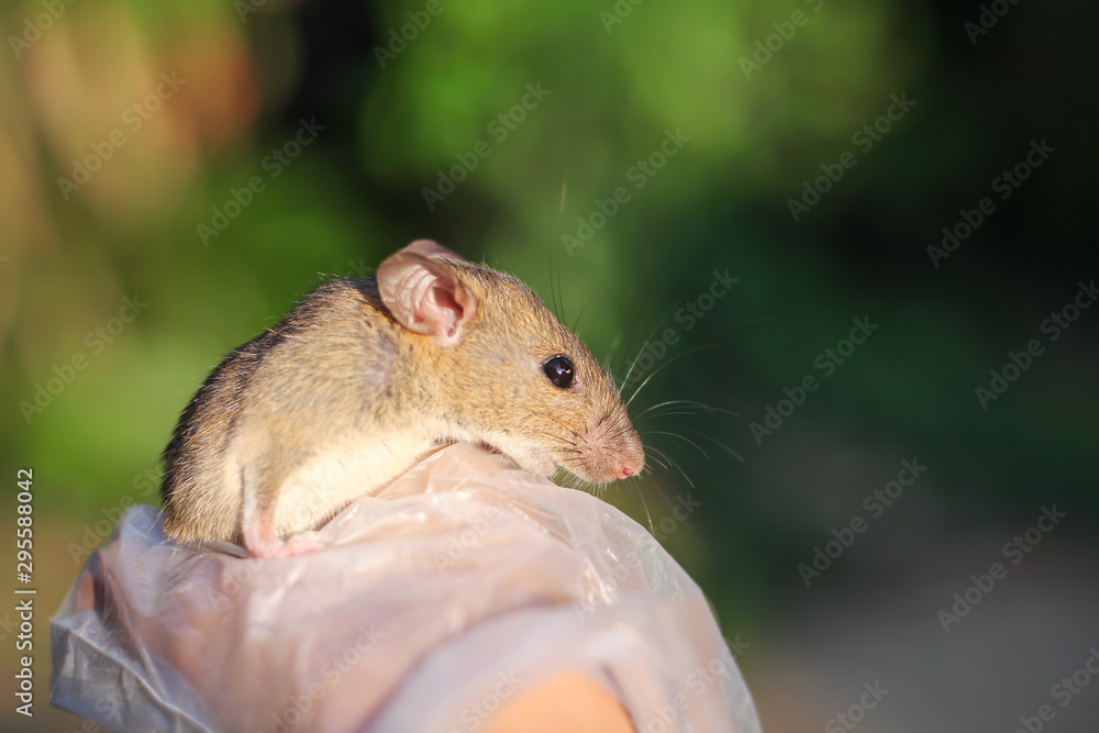 Rattus rattus or House brown rat in asian female hand , tropical single animal in Thailand
