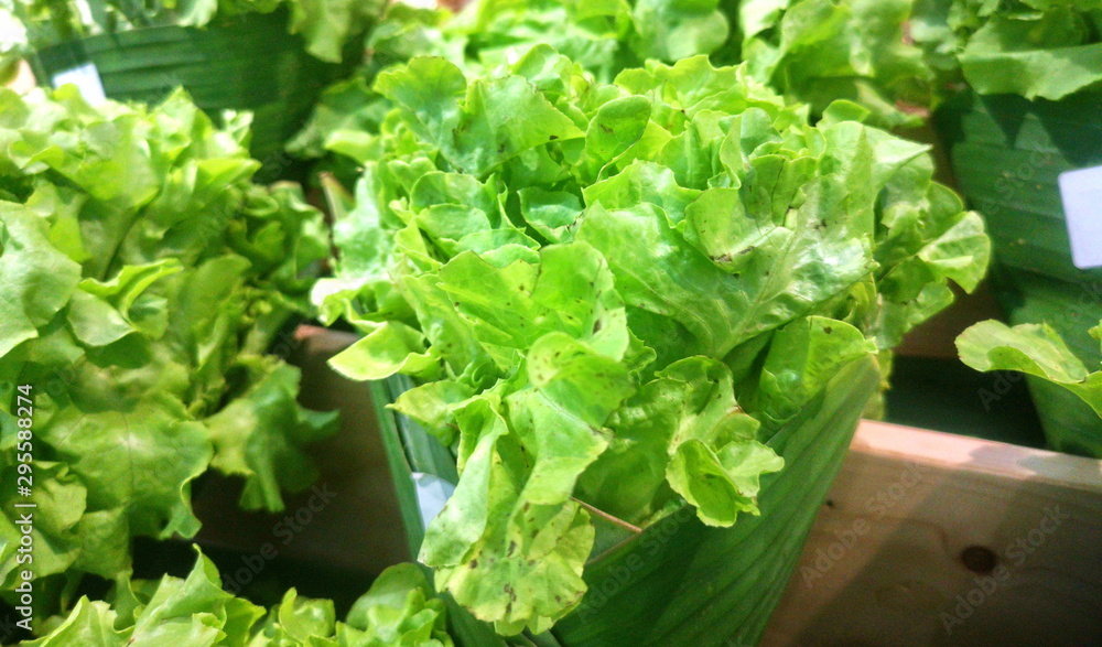 Green leafy vegetables. Healthy Food. Vegetable garden around the house. Green leafy vegetables. Healthy Food. Vegetable garden around the house.
