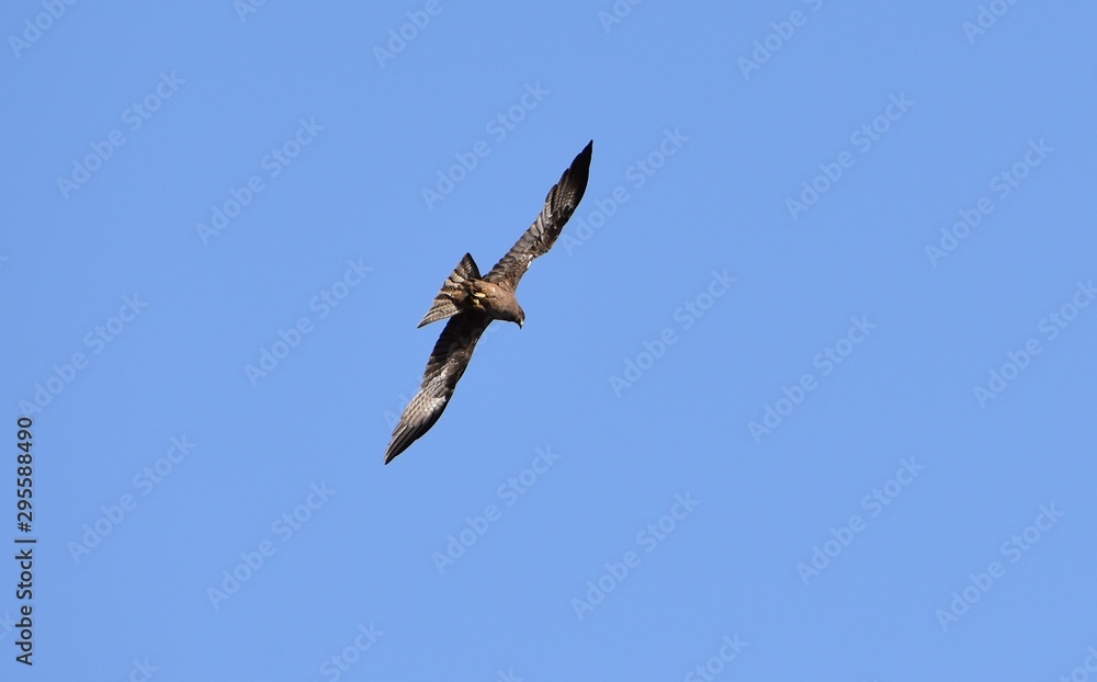 osprey in flight osprey in flight