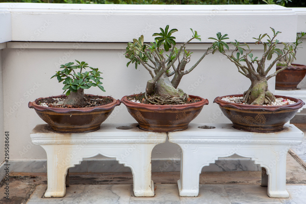 Fototapeta premium plant in a pot