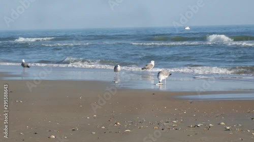 Seagull eats fish on the beach.  Hatteras Island - Tern OBX