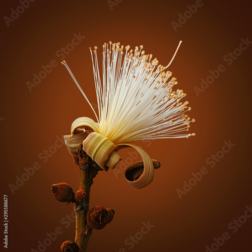 Pseudobombax ellipticum or shaving brush tree photo