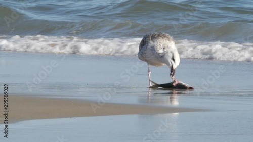 Seagull eats fish on the beach.  Hatteras Island - Tern OBX