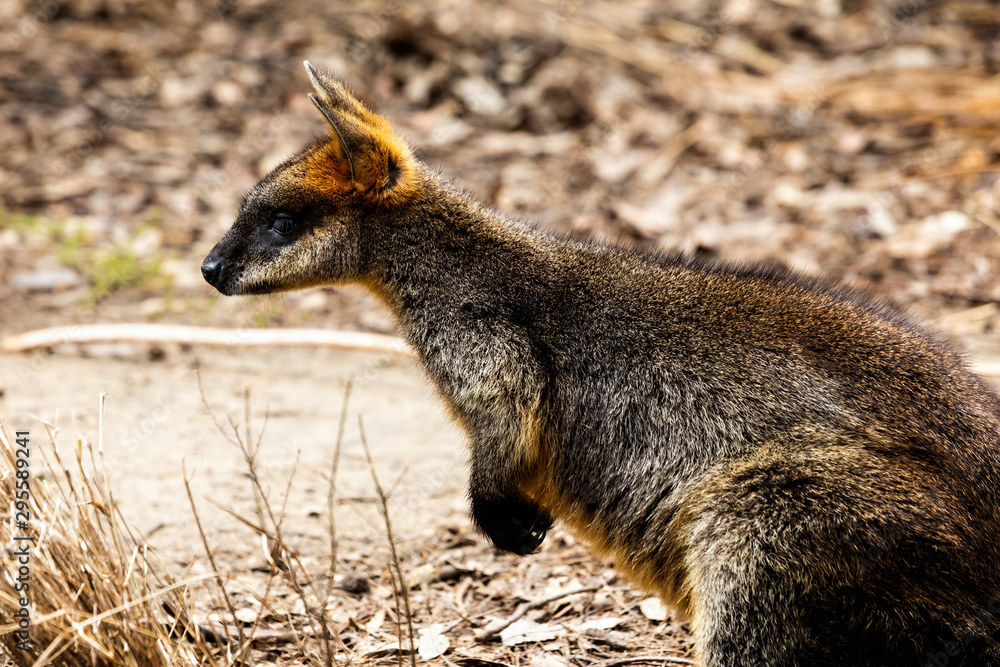 Naklejka premium Close up of a Parma Wallaby outdoors