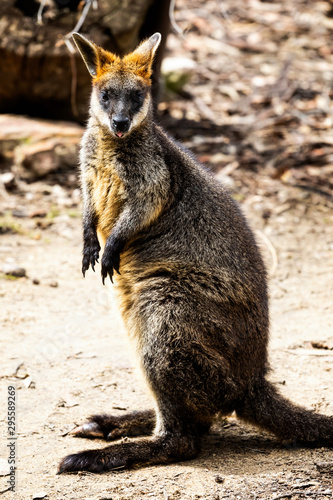 Close up of a Parma Wallaby outdoors © Nigel