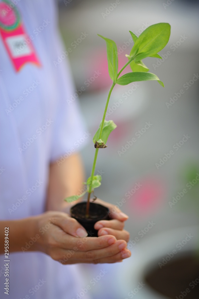 young plant in hand