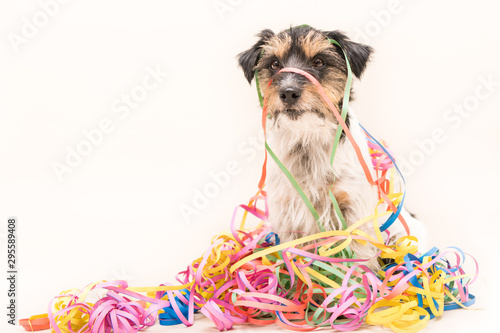  Party Dog. Jack Russell ready for carnival © Karoline Thalhofer