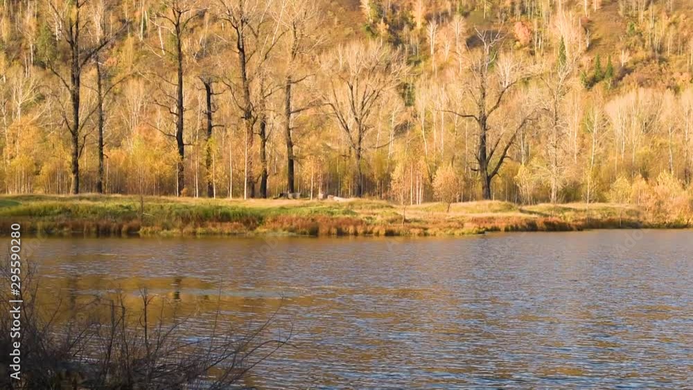 Lake on the background of autumn trees with yellow foliage . Autumn landscape. A pond on the banks of which trees grow Lake on the background of autumn trees with yellow foliage . Autumn landscape. A pond on the banks of which trees grow