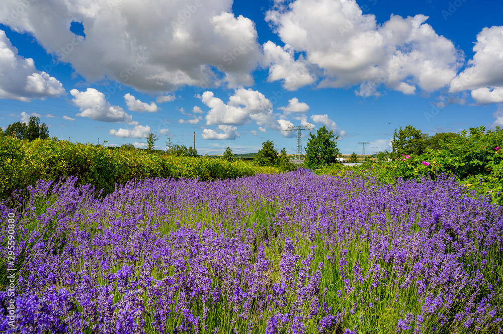 Lavendelfeld