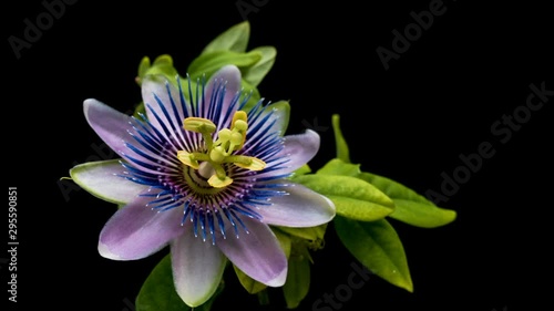 The opening and closing of Passiflora flower on black background close up. 4K photo