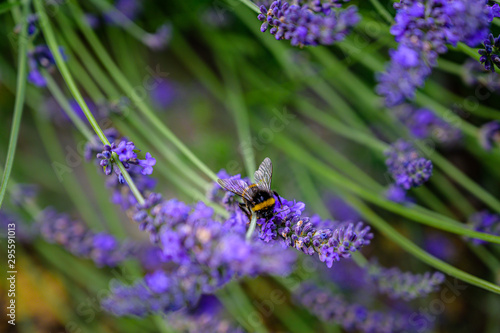 Hummel im Lavendel