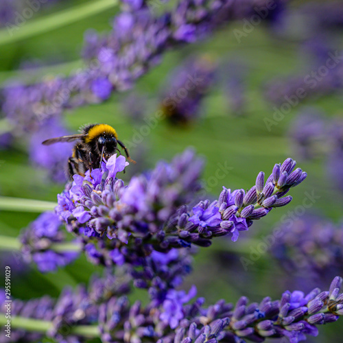 Hummel im Lavendel