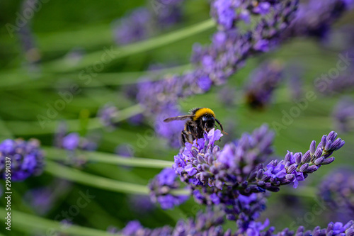 Hummel im Lavendel © Gabriele