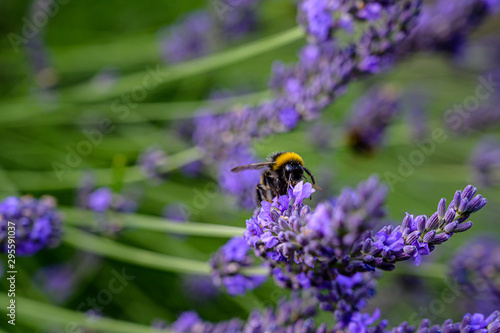 Hummel im Lavendel