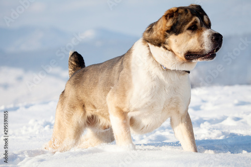 asian sheeper dog in the snow photo