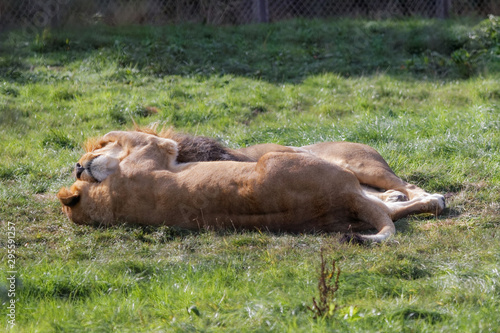 Lions mâle et femelle allongés