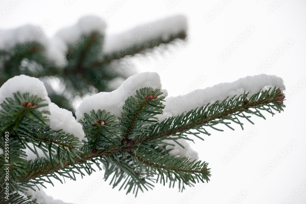 Snow on a spruce
