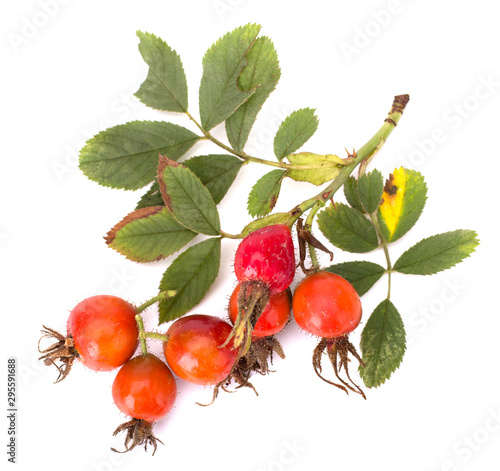 Rose hip berries isolated on white background