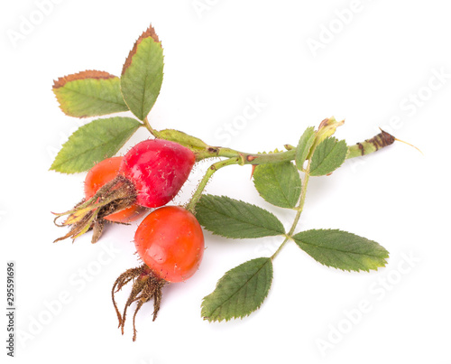 Rose hip berries isolated on white background