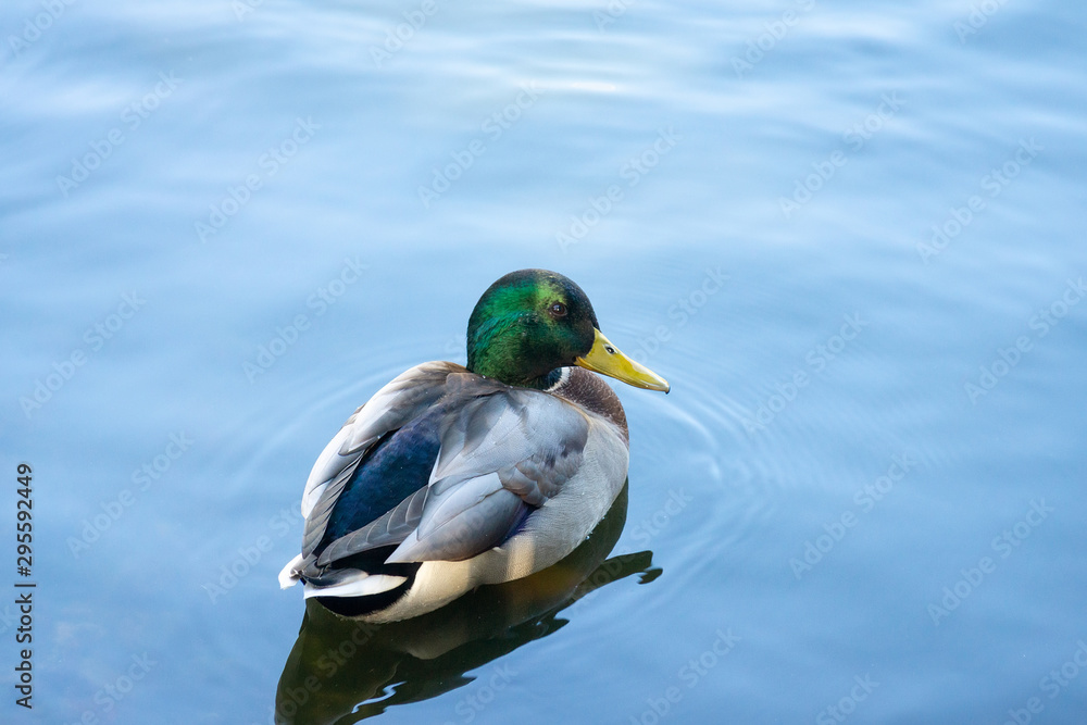 Obraz premium duck in the pond