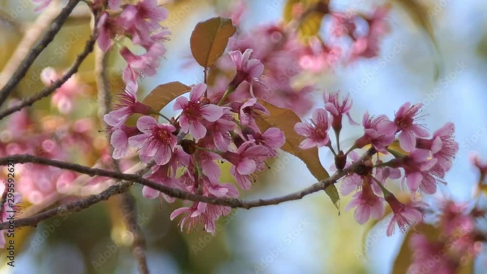Beautiful Wild Himalayan Cherry Blossoms (Prunus cerasoides) in Thailand, Pink flowers of Sakura on the high mountains , selective focus Beautiful Wild Himalayan Cherry Blossoms (Prunus cerasoides) in Thailand, Pink flowers of Sakura on the high mountains , selective focus