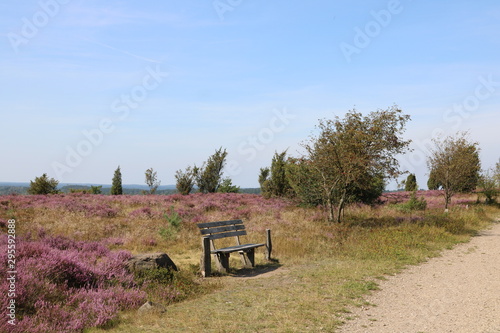 Bank auf dem Wilseder Berg während der Heideblüte im Sommer