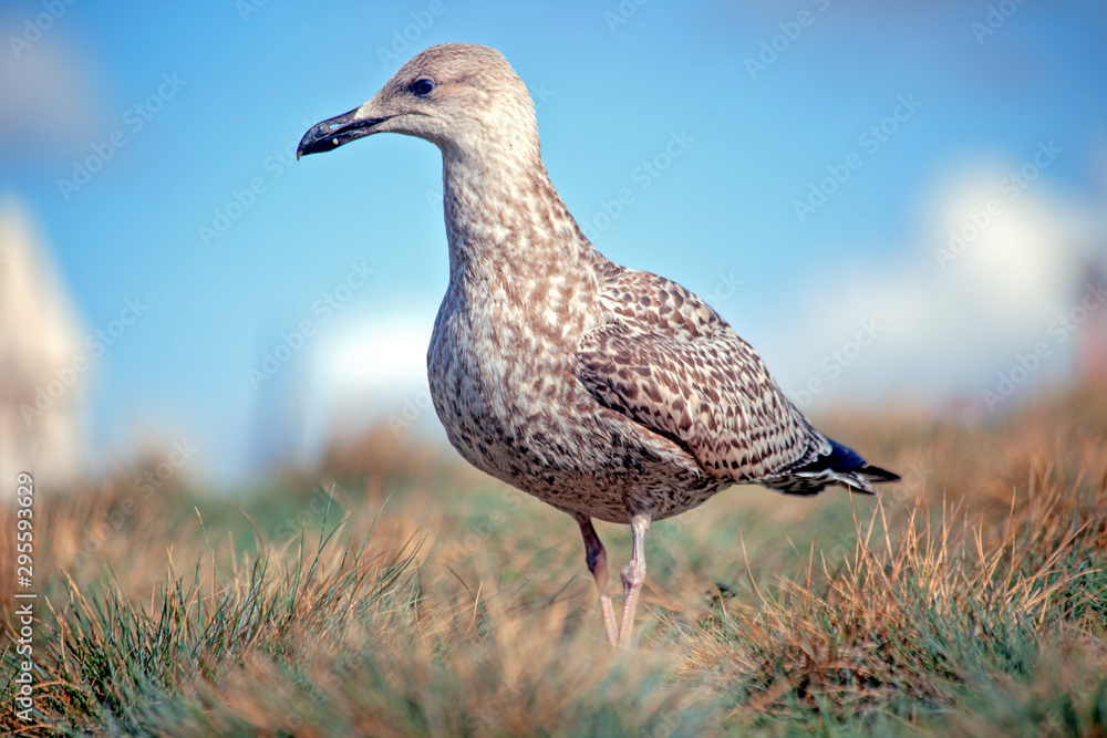 Eine junge Mantelmöwe steht auf dem Gras Eine junge Mantelmöwe steht auf dem Gras