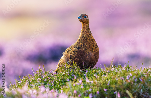 Red grouse male (Scientific name: Lagopus lagopus) with purple heather background.  Horizontal.  Space for copy photo