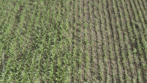 Africa Mali Corn Field Aerial View 4