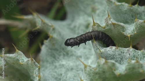 Butterfly larva, insect Cucullia lucifuga family Noctuidae, creeps on Arctium, biennial plants, burdock, family Asteraceae. macro photo