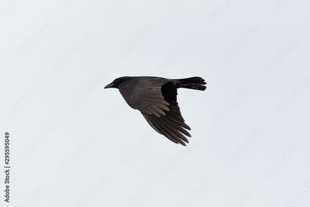 Obraz premium flying black raven (corvus corone) with spread wings
