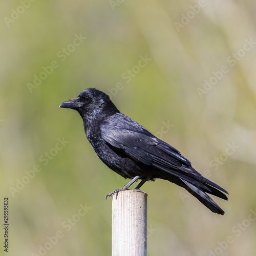 side view black carrion crow (corvus corone) standing on stake