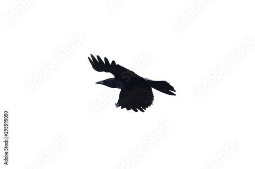isolated flying black carrion crow (corvus corone)