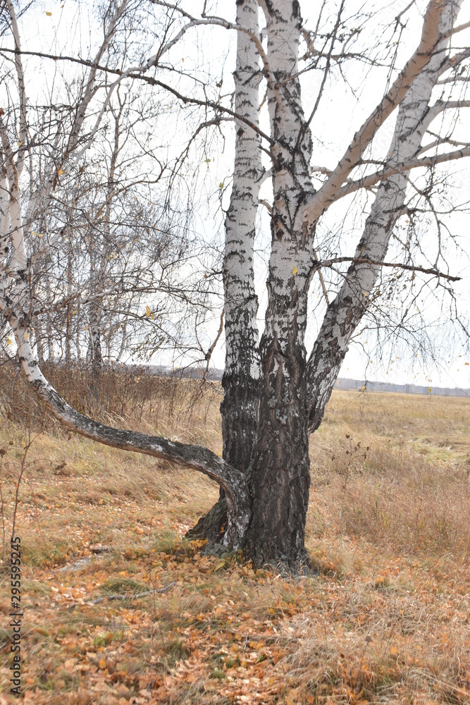 Fototapeta premium Autumn. Birch