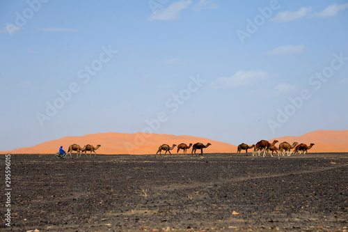 The seas of dunes of Erg Chebbi near Merzouga in southeastern Morocco.