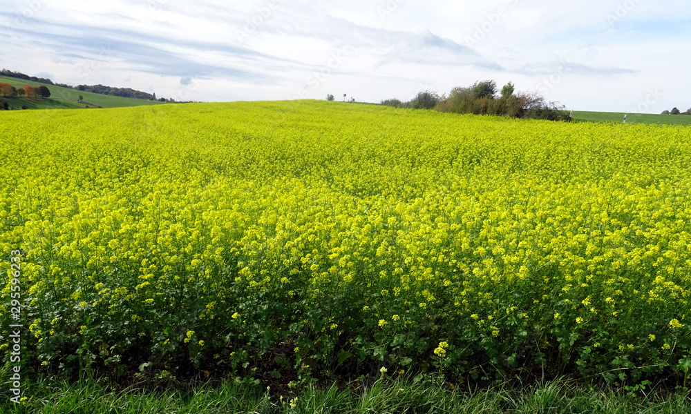 Fototapeta premium A Pretty Mustard Field at low mountain range, Germany