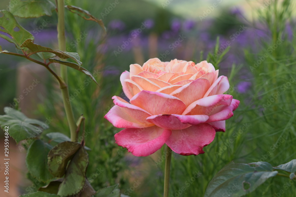 Beautiful pink rose blooming in the garden with green blurred background.