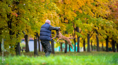 Middle aged man plays with belgian shepherd dog malinois in the autumn park
