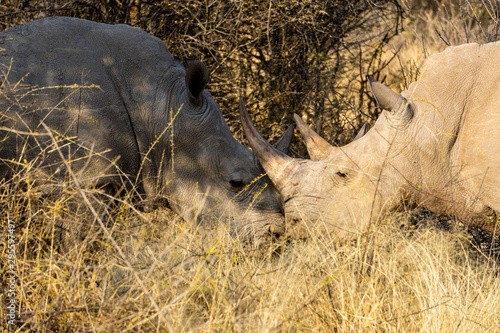 2 White Rhino's in Ongava Reserve
