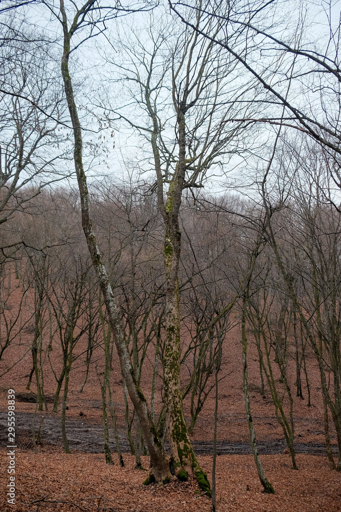 Hoia Baciu Forest. The World Most Haunted Forest with a reputation for many intense paranormal activity. Hoia Baciu Forest. The World Most Haunted Forest with a reputation for many intense paranormal activity.