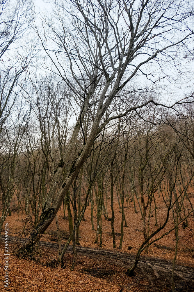 Hoia Baciu Forest. The World Most Haunted Forest with a reputation for many intense paranormal activity. Hoia Baciu Forest. The World Most Haunted Forest with a reputation for many intense paranormal activity.