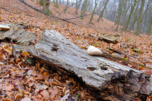 Hoia Baciu Forest. The World Most Haunted Forest with a reputation for many intense paranormal activity. photo