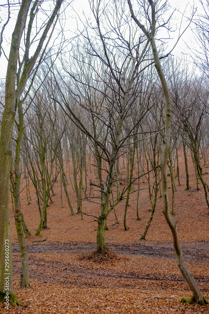Hoia Baciu Forest. The World Most Haunted Forest with a reputation for many intense paranormal activity. Hoia Baciu Forest. The World Most Haunted Forest with a reputation for many intense paranormal activity.