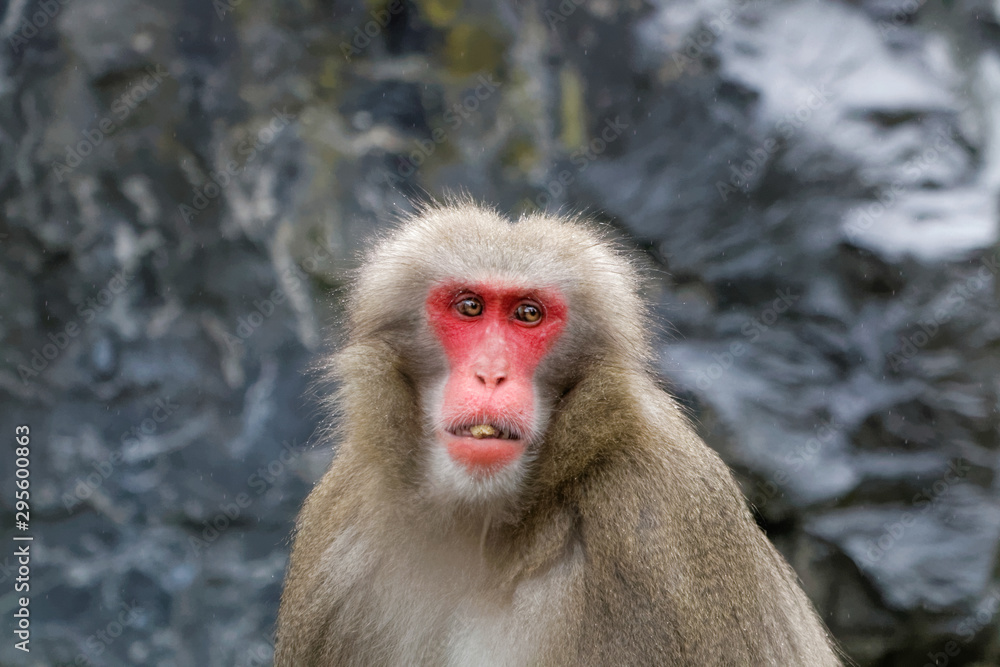 Macaque japonais en gros plan