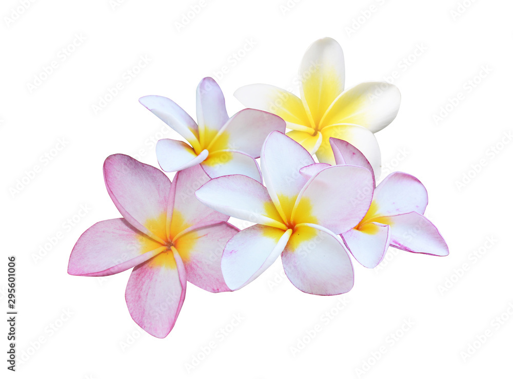 Plumeria flowers isolated on a white background.