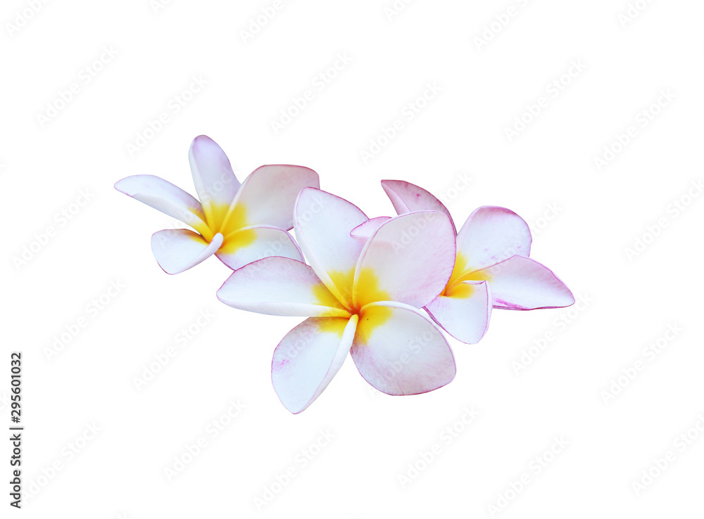Naklejka premium Plumeria flowers isolated on a white background.