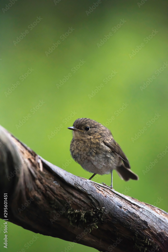 Fototapeta premium Young robin redbreast perched on branch.