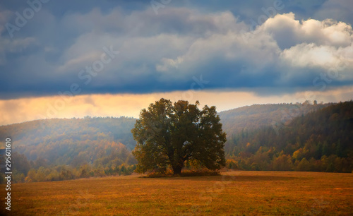 autum panoramic landscape with alone tree 